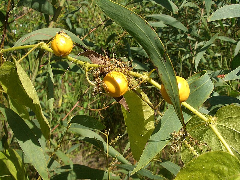 File:Mooloolah-wild-passion-fruit-1024.jpg