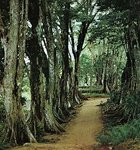 Rosewood trees along a path in Morne Seychellois National Park