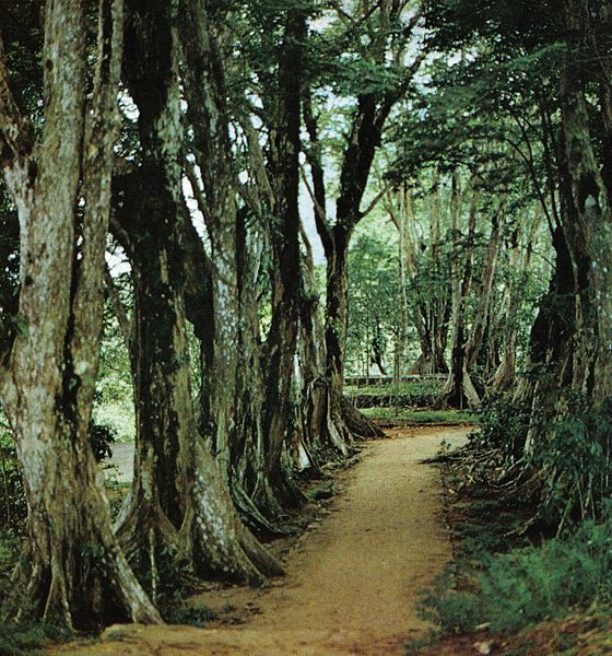 File:Morne Seychellois NP footpath.jpg