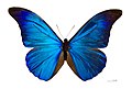 Couleur bleue irisée des ailes d'un Morpho.