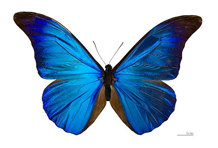 Morpho rhetenor, dorsal view, by Archaeodontosaurus