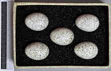 Eggs, Collection Museum Wiesbaden, Germany Motacilla alba MWNH 1575.JPG