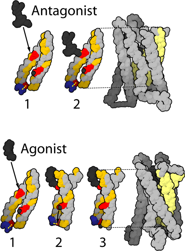 M-opioidné receptory synapsia