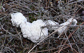 Didymiaceae Family of slime moulds