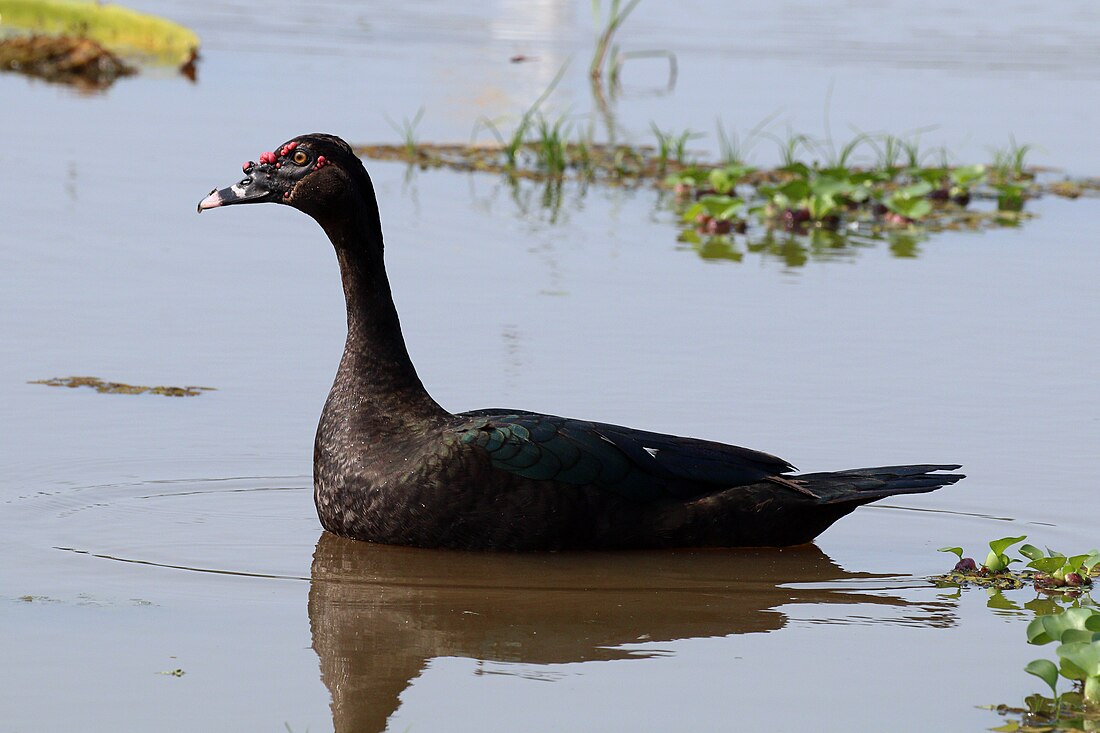 Cairina