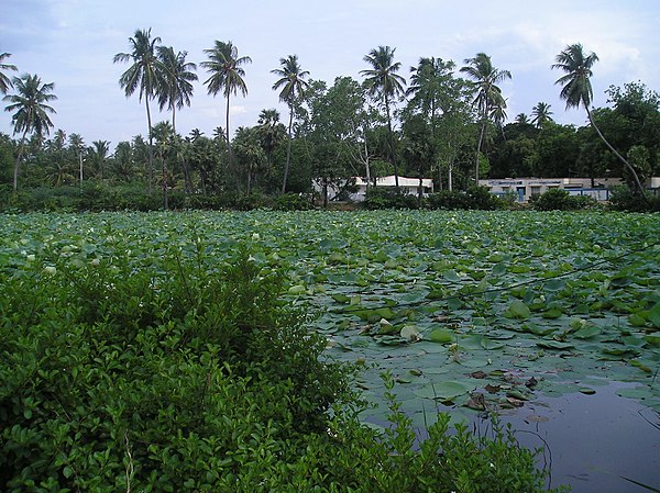 Image: Mutharasanallur 1