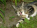 My Yawning Cat.JPG