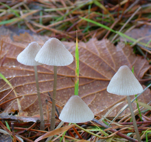 Mycena metata.png