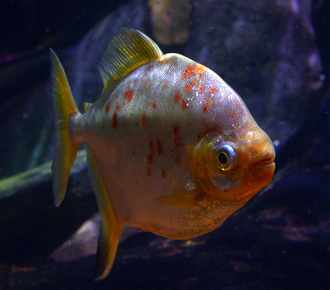 File:Myloplus rubripinnis Scheveningen Sea Life 15022016 1.jpg