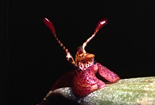 <i>Myoxanthus reymondii</i> Species of orchid