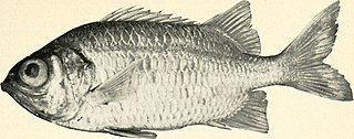 <i>Myripristis gildi</i> Species of fish