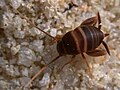 Weibchen der Ameisengrille Myrmecophila acervorum