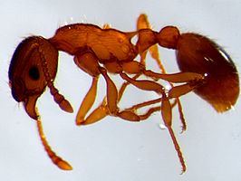 Myrmica constricta