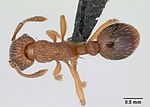 Myrmica specioides casent0172726 dorsal 1. jpg