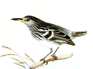 Guianan streaked antwren Species of bird