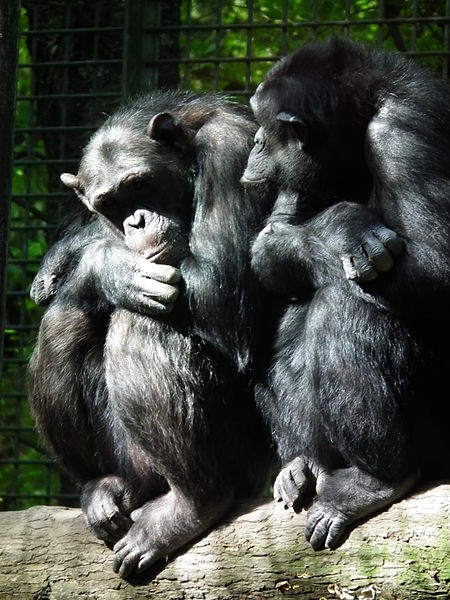 File:Nähe zwischen zwei Schimpansen 2013 Leintalzoo.JPG