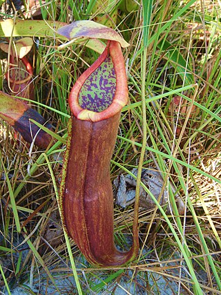 <i>Nepenthes kongkandana</i> Species of pitcher plant from Southeast Asia