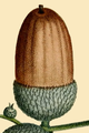 NAS-002a Quercus robur acorn.png