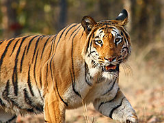 Nagzira Tiger By Vijay Phulwadhawa.jpg