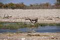 Gleiches Nashorn, andere Perspektive