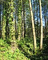 Čeština: Přírodní památka Křečovický potok nedaleko Křečovic, okres Benešov - ČR English: Natural monument Křečovický potok near Křečovice in Benešov District, Czech Republic