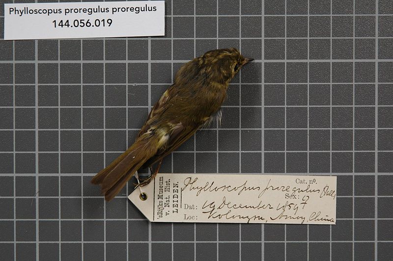 File:Naturalis Biodiversity Center - RMNH.AVES.137940 1 - Phylloscopus proregulus proregulus (Pallas, 1811) - Sylviidae - bird skin specimen.jpeg