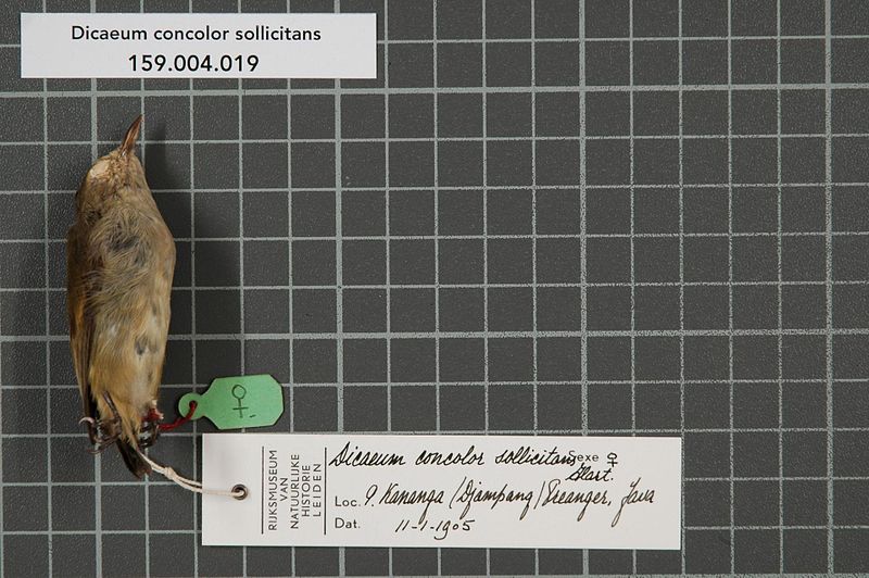 File:Naturalis Biodiversity Center - RMNH.AVES.63888 1 - Dicaeum concolor sollicitans Hartert, 1901 - Dicaeidae - bird skin specimen.jpeg