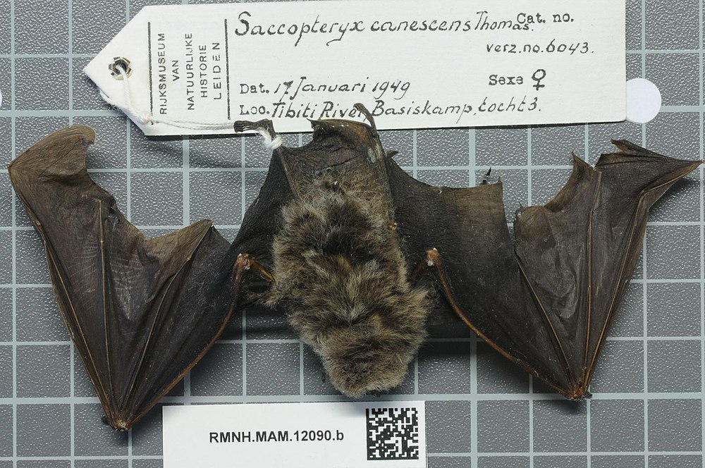 The average litter size of a Frosted sac-winged bat is 1