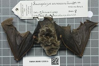 <span class="mw-page-title-main">Frosted sac-winged bat</span> Species of bat