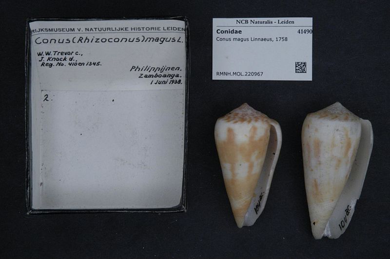 File:Naturalis Biodiversity Center - RMNH.MOL.220967 - Conus magus Linnaeus, 1758 - Conidae - Mollusc shell.jpeg