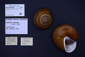 Duas conchas de C. caracolla (Linnaeus, 1758), em um museu.