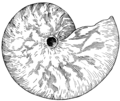 Nautilus Mollusk (PSF).png