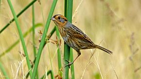 Imagine Descriere Nelson's Sparrow (10301747613) .jpg.