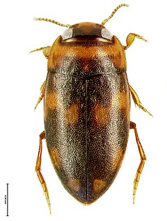 <i>Neobidessodes</i> Genus of beetles