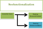 Vignette pour Néofonctionnalisation