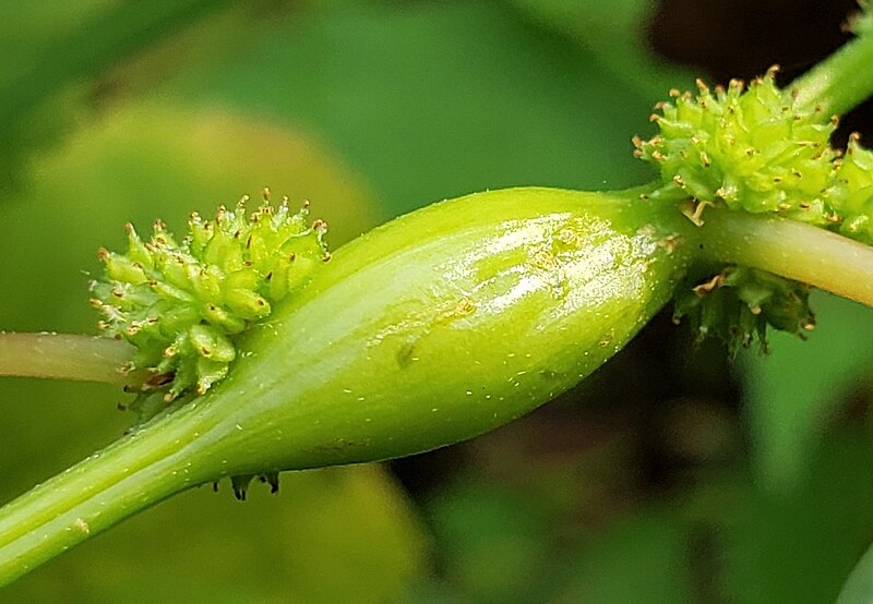 File:Neolasioptera boehmeriae crop.jpg