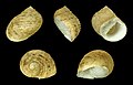 * Nomination Shell of a Nerite, Nerita quadricolor --Llez 20:08, 6 February 2015 (UTC) * Promotion Good quality. --Isiwal 21:34, 6 February 2015 (UTC)