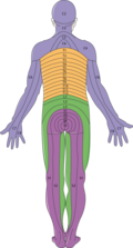 Nervous system - Dermatomes 2 -- Smart-Servier.png