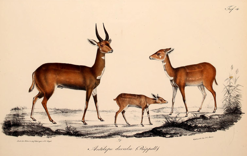 File:Neue Wirbelthiere zu der Fauna von Abyssinien gehörig (1835) Tragelaphus scriptus decula.png