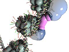 Neuron-Restrictive Silencer Factor and cofactors-closed state.jpg