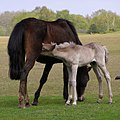 Bay mare with silver dapple colt