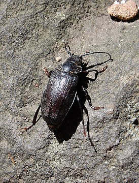 Prionus imbricornis