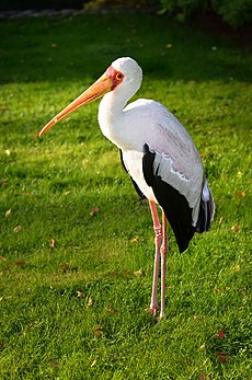 Nimmersatt (Mycteria ibis) - Weltvogelpark Walsrode 2011-02.jpg