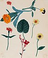 Nineteenth-Century botanical studies - Anon - 8570.jpg
