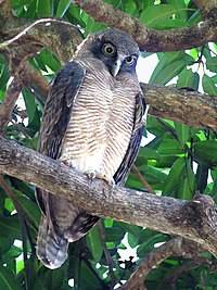 Ninox rufa - Rufous owl 2281.jpg