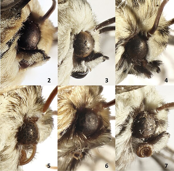 File:Noctuidae (10.3897-zookeys.985.51622) Figures 2–7.jpg