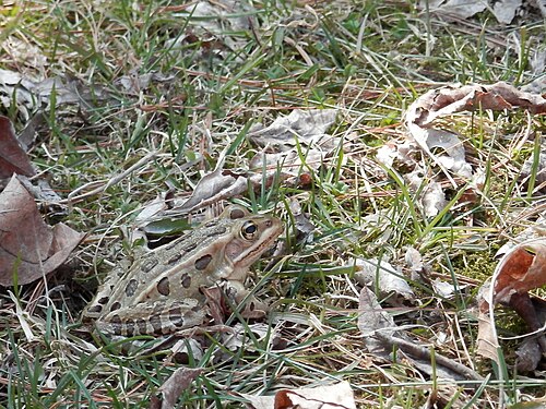 Northern Leopard Frog (Lithobates pipiens)