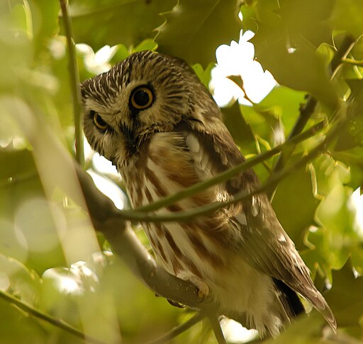 Northern Saw-whet Owl, Reifel BC 1