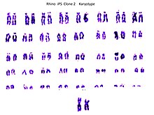 Chromosome set of a female northern white rhino. Fibroblast derived iPS cells. G-banding and giemsa staining. Northern White Rhino Chromosomes.jpg