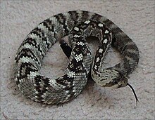 Serpiente de cascabel de cola negra del norte.jpg